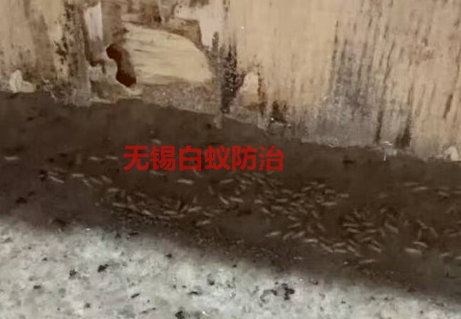 [list:title,无锡白蚁防治中心,无锡白蚁防治公司,无锡灭老鼠公司电话]