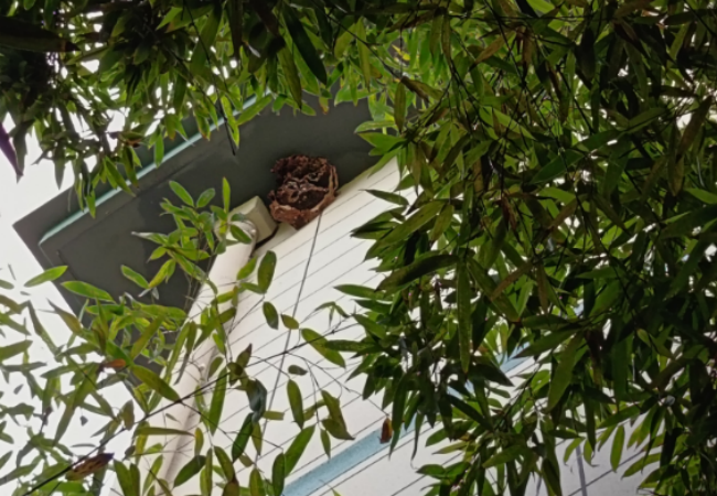 除马蜂
