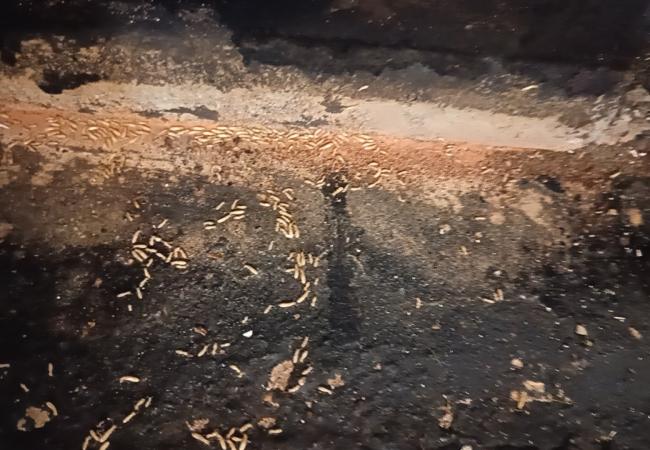 白蚁蛀空地板、门套，市区老房屋白蚁防治详解